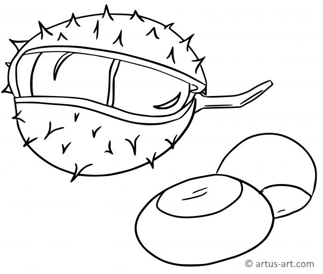 Chestnut Coloring Page