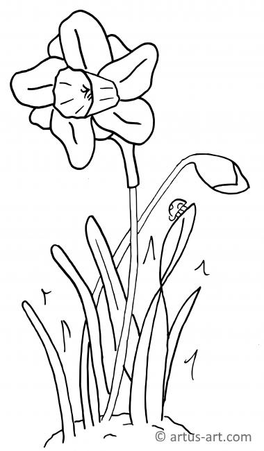 Narcissus Coloring Page