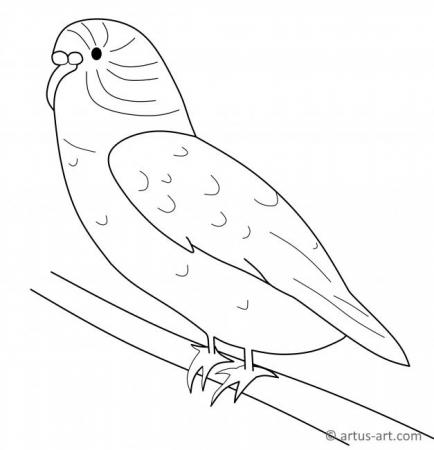 Budgie Coloring Page
