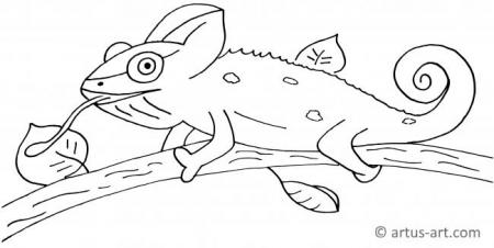 Chameleon Coloring Page