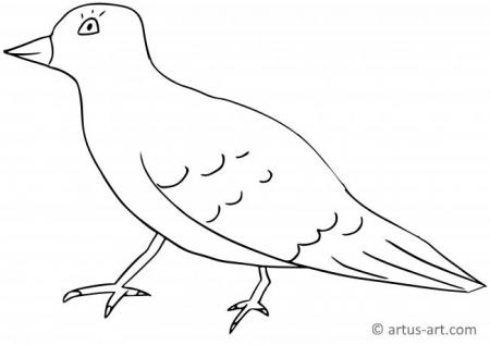 Güvercin Boyama Sayfası