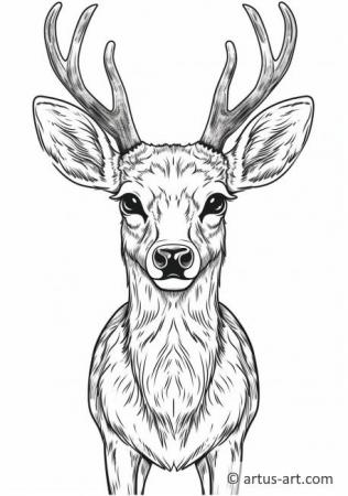 Deer Coloring Page For Kids