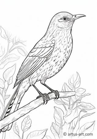 Brown thrasher Coloring Page