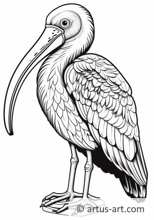 Ibis Coloring Page For Kids