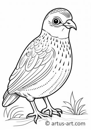 Awesome Partridge Coloring Page