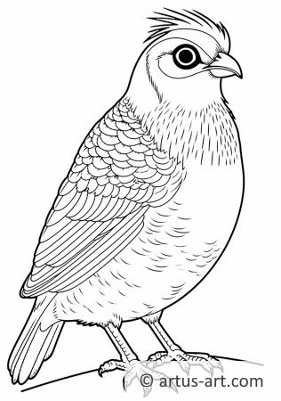 Awesome Quail Coloring Page For Kids