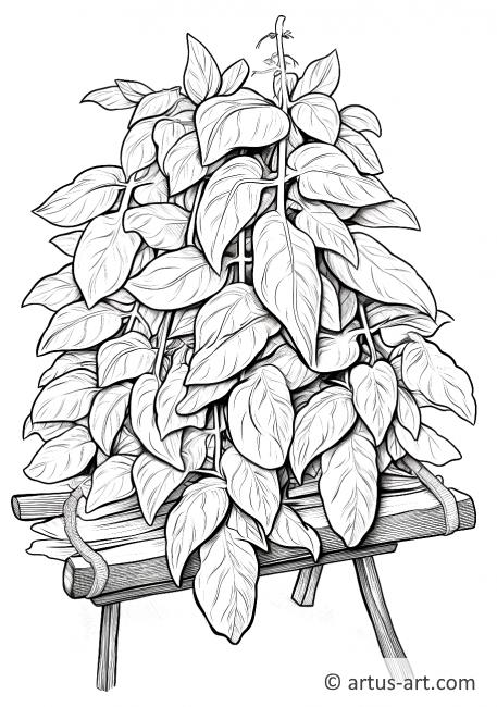 Basil in a Herb Drying Rack Coloring Page