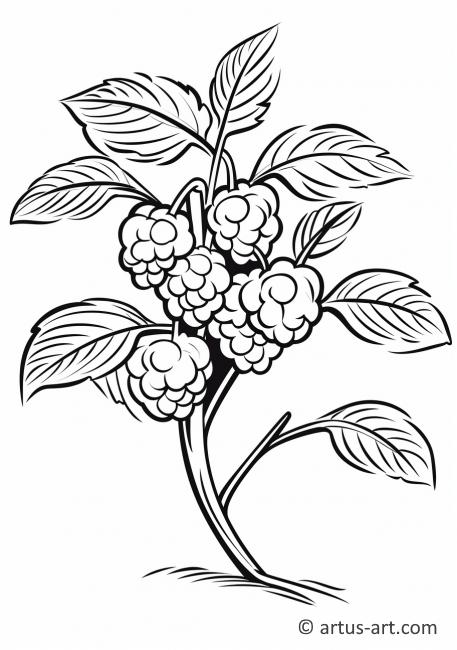 Raspberry Plant Coloring Page