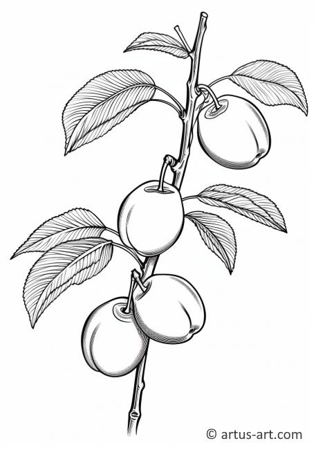Apricot Fruit Coloring Page