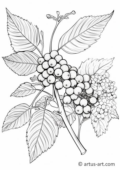 Mustaherukan hedelmät ja lehdet värityskuva