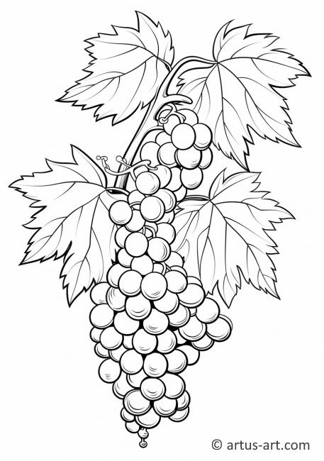 Viinirypäleiden sadonkorjuun värityskuva