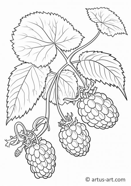 Loganberry Coloring Page