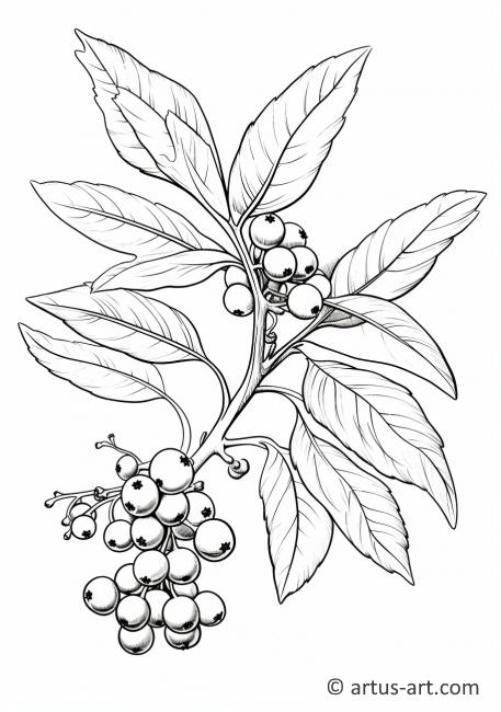 Mistletoe with Berries Coloring Page