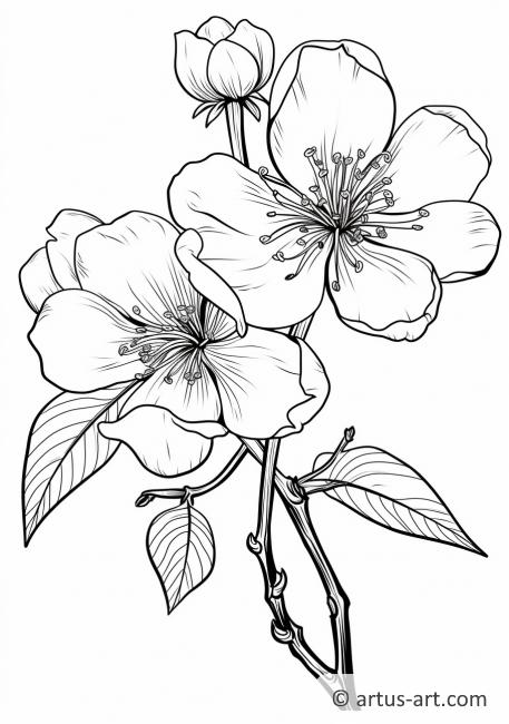 Nectarine Blossom Coloring Page